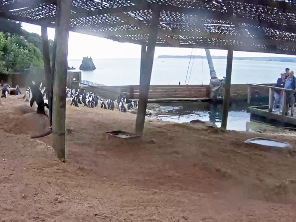 Paradise Park Penguin Webcam