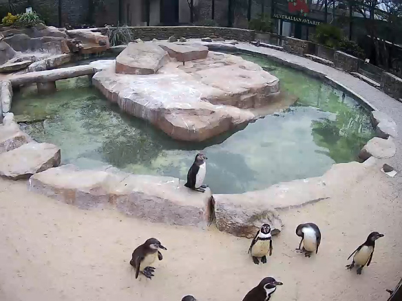 Paradise Park Penguin Webcam