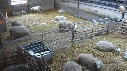 Farm barn pens